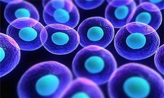 آیا سلول های بنیادی جنینی حاوی جهش ژنتیکی هستند؟