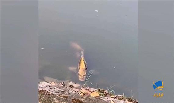 کشف یک ماهی با صورت انسانی در چین