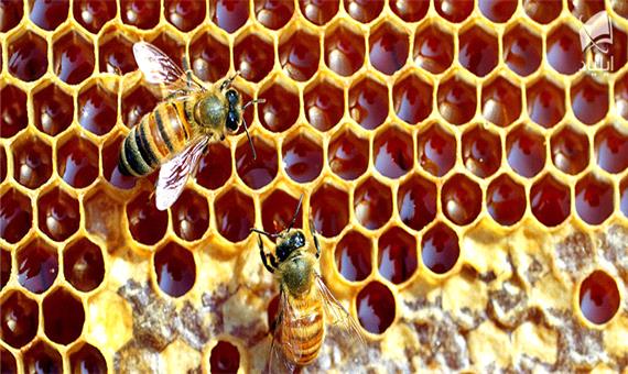 چگونه انسان‌ها، نسل زنبورها را به مرز انقراض رسانده‌اند؟