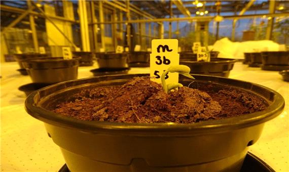 کود مناسب برای گیاهان در مریخ چیست؟