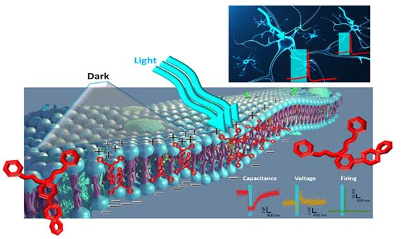 ابداع یک ترکیب حساس به نور برای تعدیل فعالیت نورون‌ها