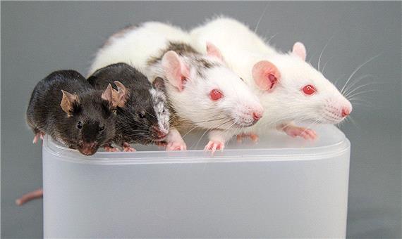 دانشمندان سلول‌های بنیادی انسان را با موش ترکیب کردند