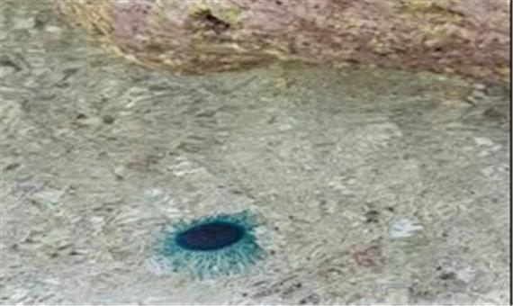 شناسایی گونه ای کمیاب از ژله ماهی دکمه آبی برای نخستین بار در شمال غربی جزیره کیش