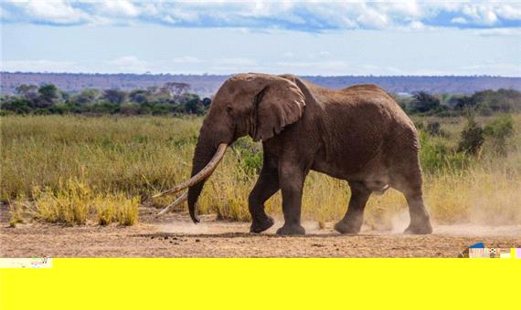 انقراض فیل‌ها چه اثراتی بر روی زمین می‌گذارد؟