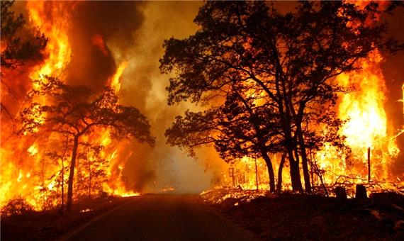 هوش مصنوعی آتش سوزی جنگل ها را مهار می کند