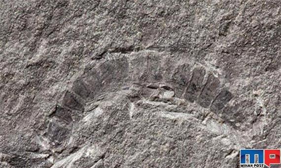 کشف فسیل 425 میلیون ساله