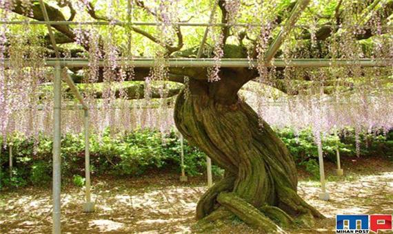 زیباترین درخت جهان با 150 سال سن