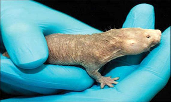 ایمنی اسرارآمیز نوعی از موش صحرایی در برابر سرطان