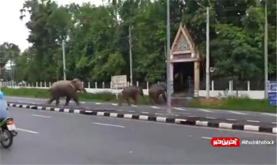 گشت گذار خانوادگی فیل ها در تایلند!