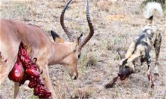 شکار بی رحمانه آهو توسط سگ‌های وحشی