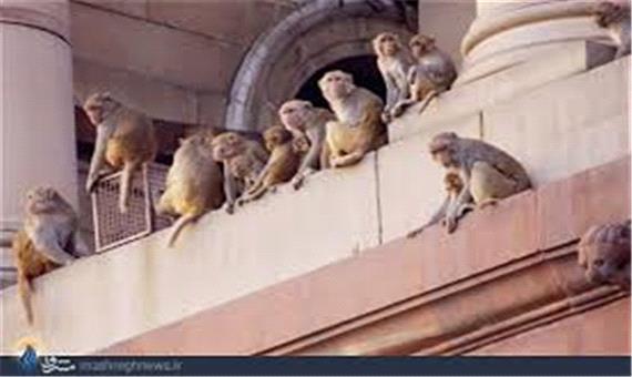 میمون‌ها این شهر را به تصرف درآورده‌اند!