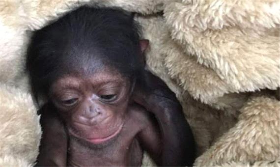 درخواست برای نجات بچه شامپانزه ارم