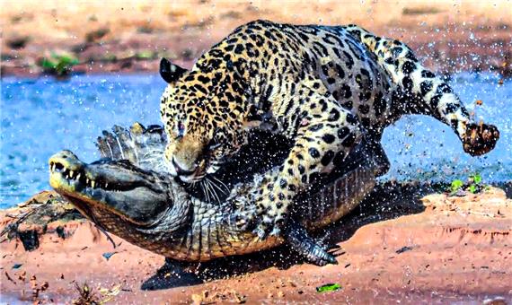 حمله غافلگیر کننده پلنگ به یک تمساح