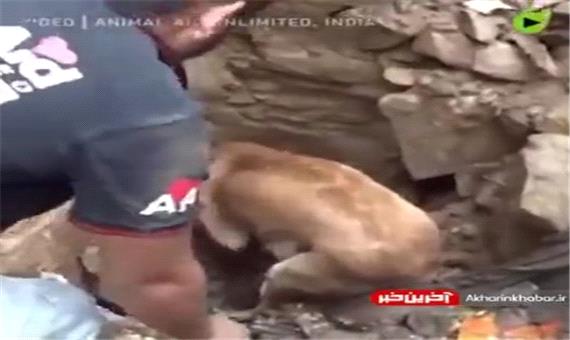 تلاش سگ برای نجات فرزندانش از زیر آوار
