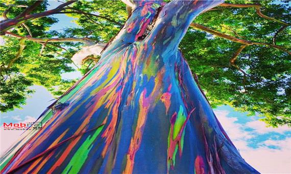 ترین ها/ اکالیپتوس رنگین‌کمانی عجیب ترین درخت جهان!