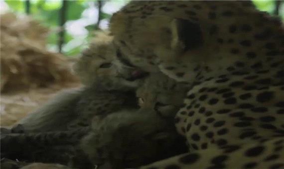 تولد 4 بچه چیتا