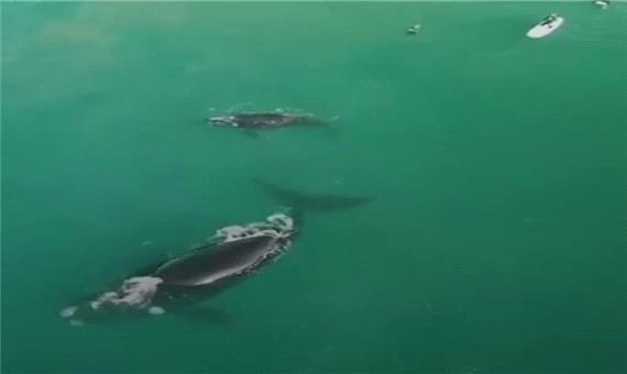 حمله نهنگ مادر برای محافظت از فرزندش