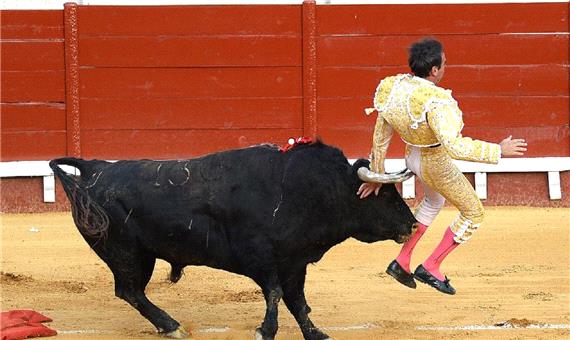 لحظه غافلگیری گاوباز اسپانیایی توسط یک گاو!