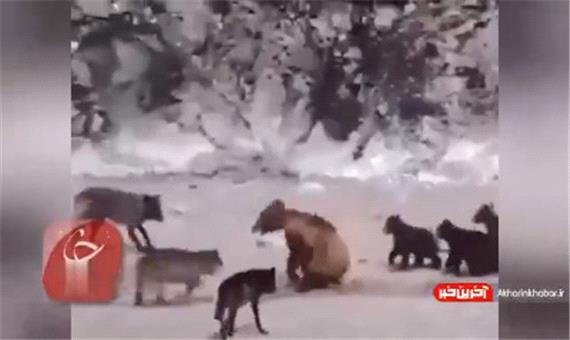 دفاع جسورانه خرس از توله‌هایش مقابل گرگ‌های گرسنه