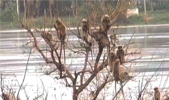 نجات جان میمون‌ها پس از سه روز گیر افتادن در سیل
