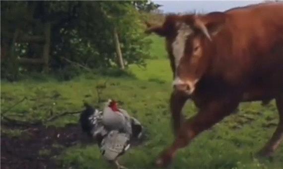 حمله خروس دیوانه به گاوها!