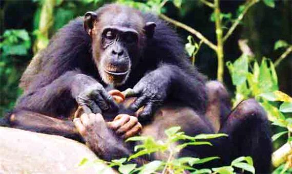 شامپانزه‌ها یتیم شدن را از یاد نمی‌برند