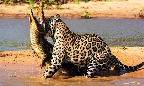 شکار یک تمساح در لب رود آمازون توسط جگوار