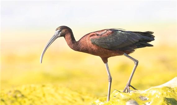 300 گونه پرنده در البرز شناسایی و ثبت شدند