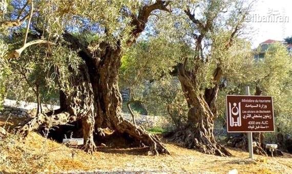 ترین ها/ قدیمی‌ترین درخت زیتون  به قدمت شش هزار سال در لبنان