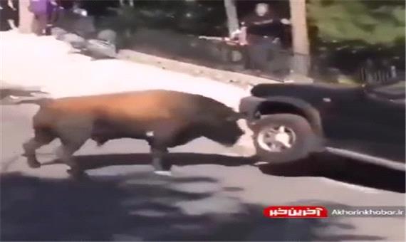 حمله گاو وحشی به ماشین