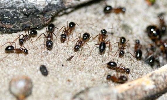 دانستنی ها/ مورچه ها چی میخورن؟
