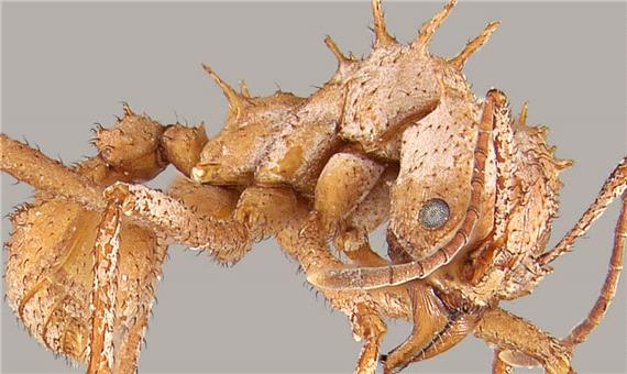مورچه برگ شکن با بدن زرهی