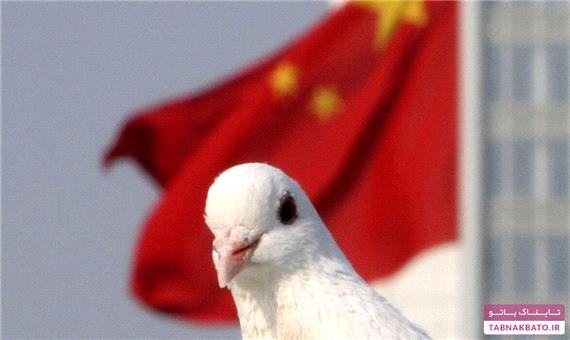 کبوتر نامه‌رسان، سری‌ترین ابزار‌ نظامی چین