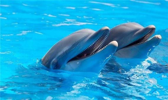 دانستنی ها/ دلفین‌ها بصورت آگاهانه ضربان قلب خود را کاهش می‌دهند!