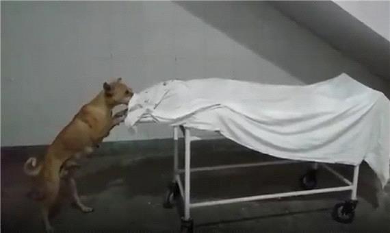 صحنه وحشتناک خورده شدن جسد مرده توسط سگ!