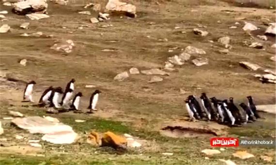 مواجهه جالب دو گروه از پنگوئن‌ها با یکدیگر