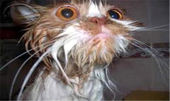 شیرجه خنده‌دار گربه درون وان حمام
