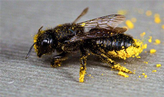 یک چهارم گونه‌های زنبور نایاب شده‌اند