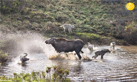 حمله ناکام گرگ‌ها به بچه موس