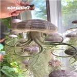 زیبایی گیاهان هوازی