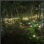 جنگل کرم های شب تاب