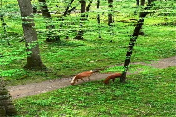 طبیعت زیبای گالش‌کلا در جنگل‌ لفور