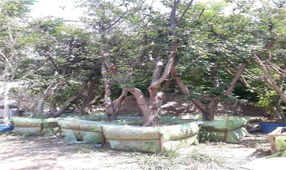 عملیات کاشت 100 اصله درخت روت بال
