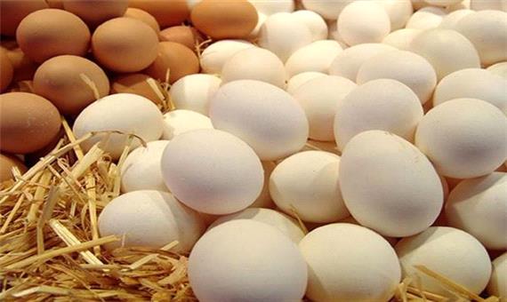 قیمت  مرغ  و تخم مرغ  بالا  می رود ؟