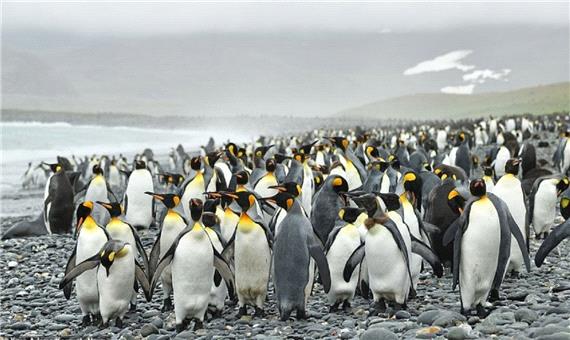 پنگوئن عجیبی که باعت تحیر جهانیان شد