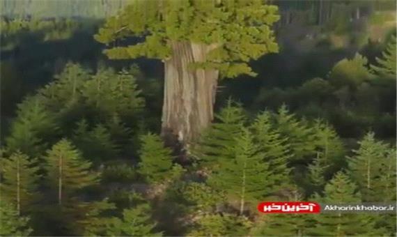 تصویری از بلندترین و خوش شانس ترین درخت جهان!