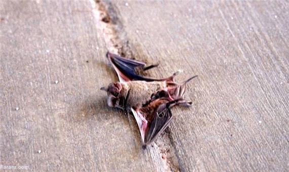مرگ صدها خفاش در سرمای تگزاس