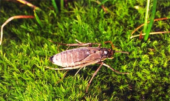 شکار زنده حشرات با کمک جریان هوا