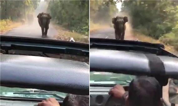 لحظه حمله فیل به گردشگران در داخل خودرو