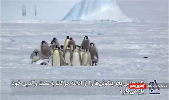 تاکتیک دفاعی بچه‌ پنگوئن‌ها در مقابل مهاجم